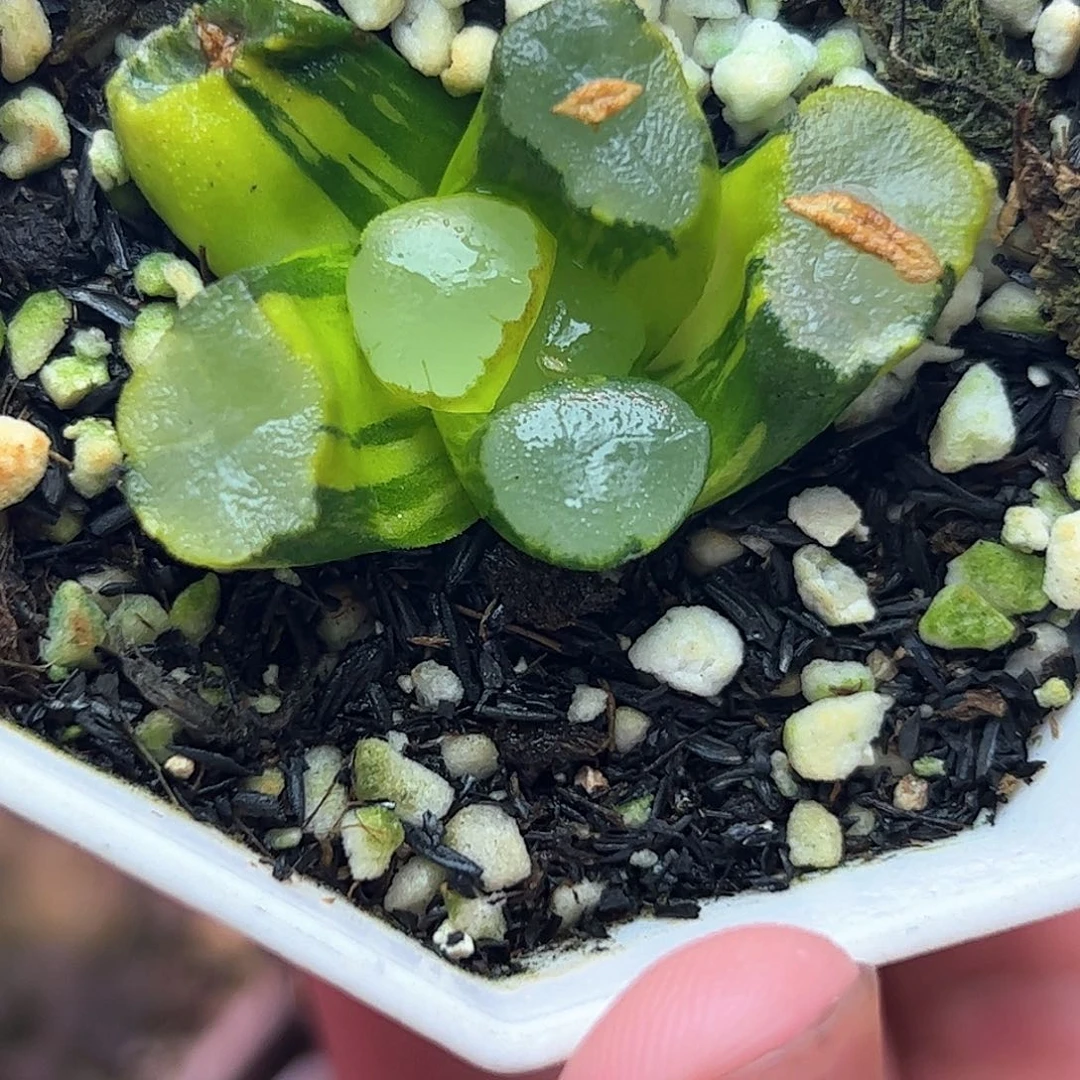 紫镜锦十二卷多肉植物