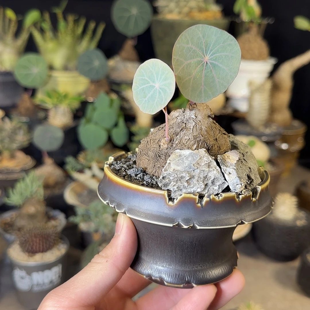 一物一拍老家一叶龟31