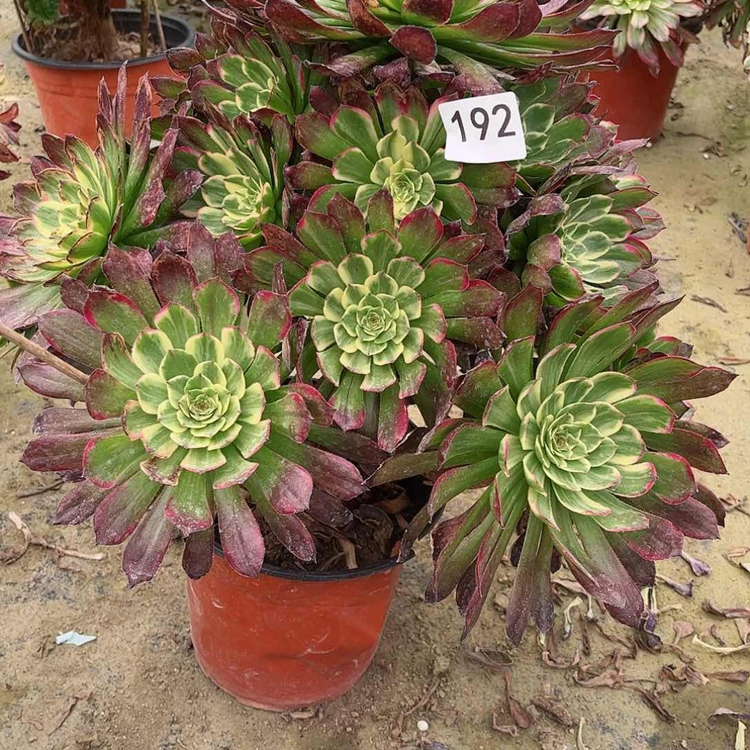 林*妹多肉植物嫦娥192