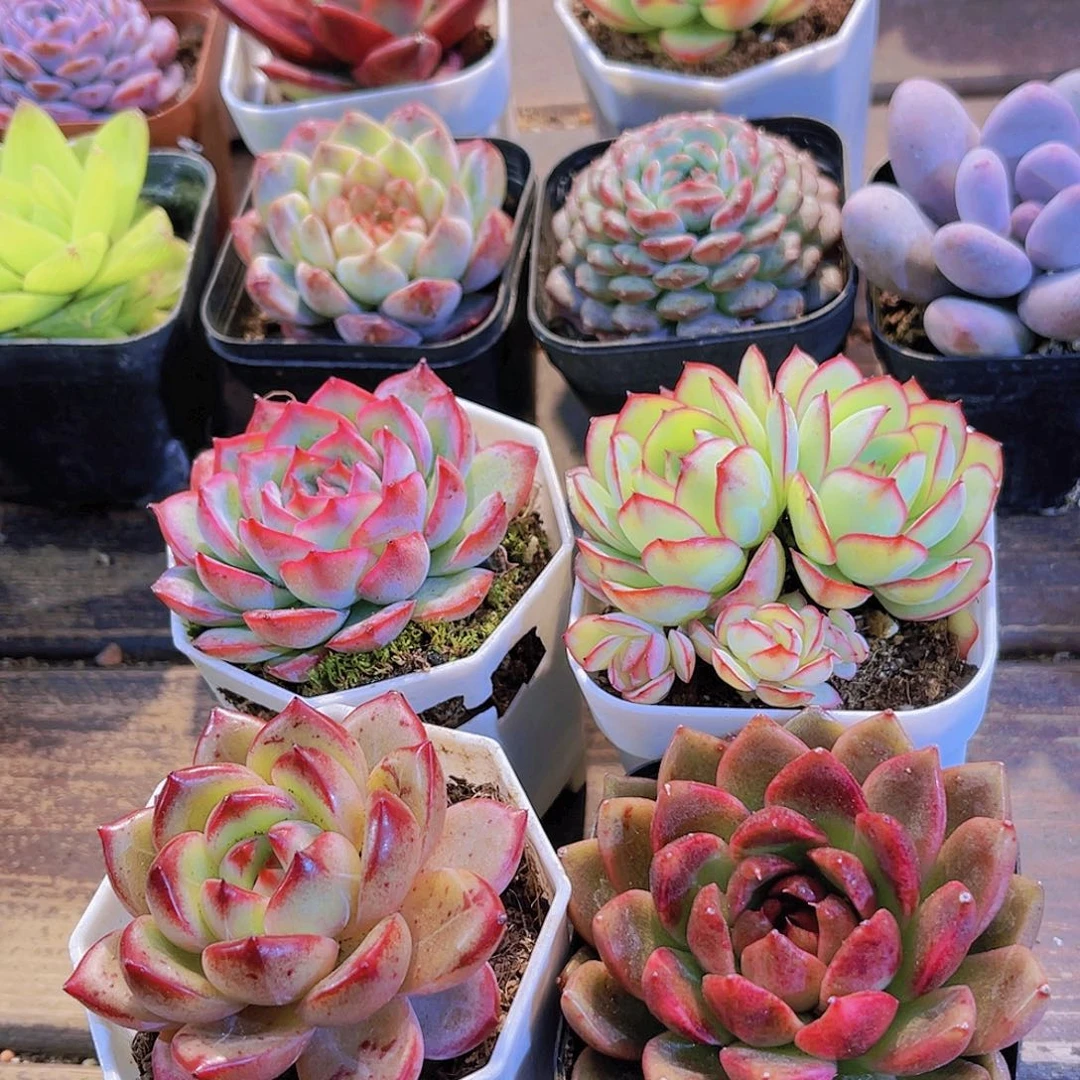 夜魔侠➕牡丹亭➕侧影➕黑水晶