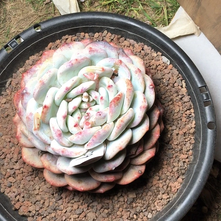 刘*629/////////////