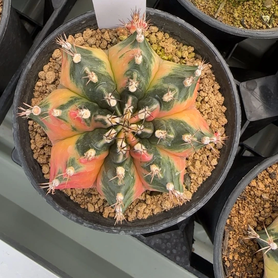 106-0211粉气球脱土发多肉