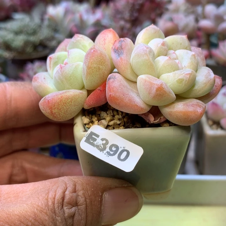 E390一物一拍带盆发