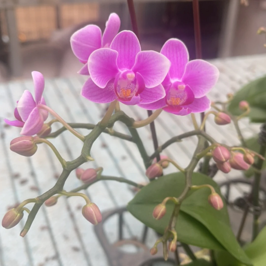 进口洋兰 七夕特惠 随机品种  开花正价二级品 店长优选