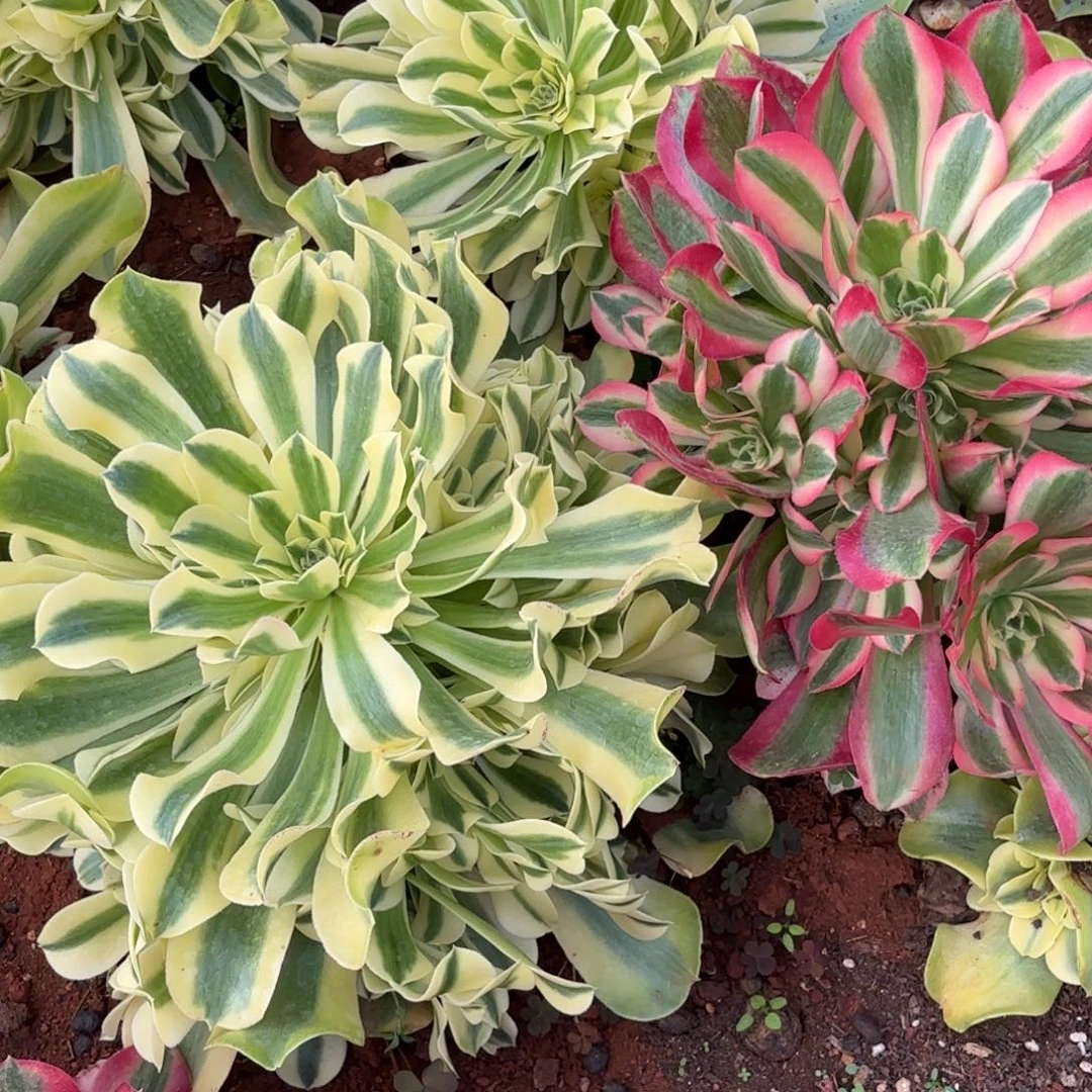 云南多肉植物组拍