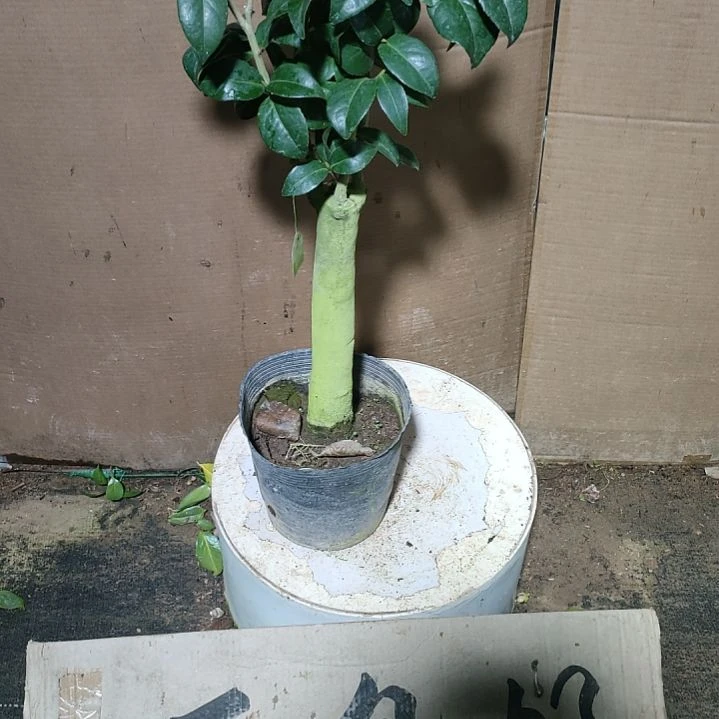 826乌马克，原盆原土发货，不包邮