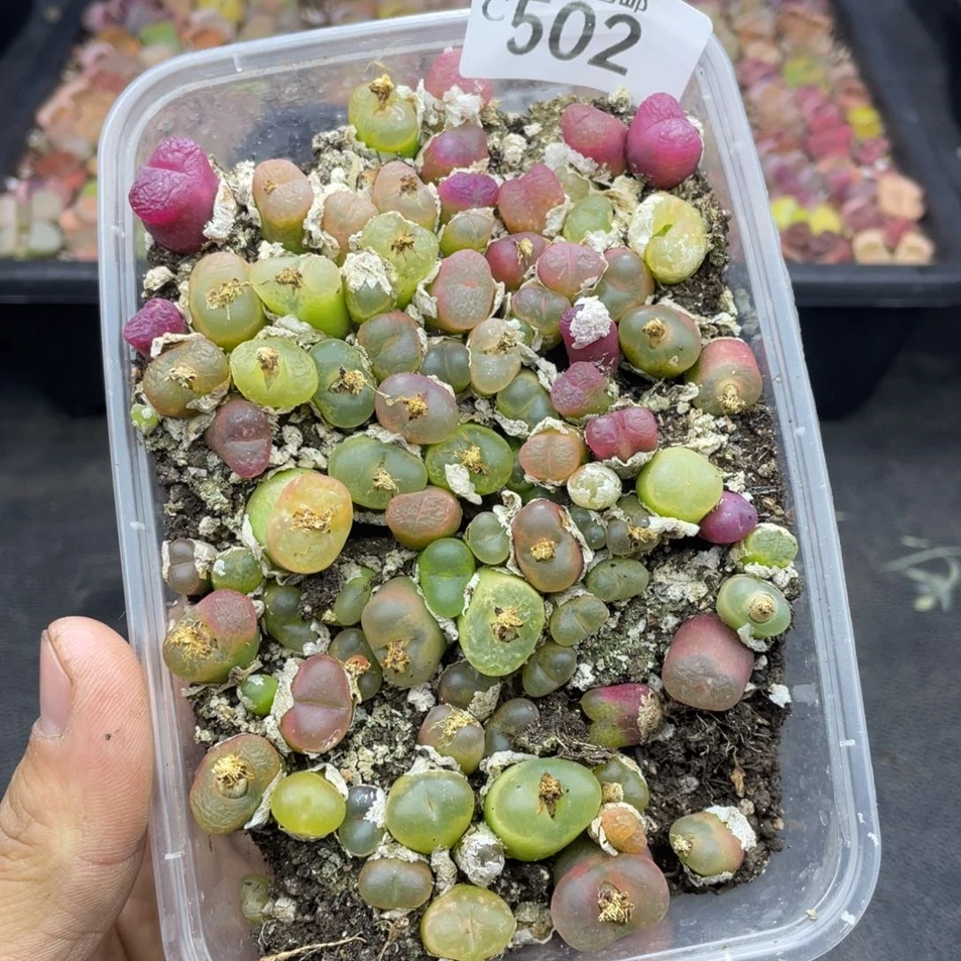 红陶0000000000000502