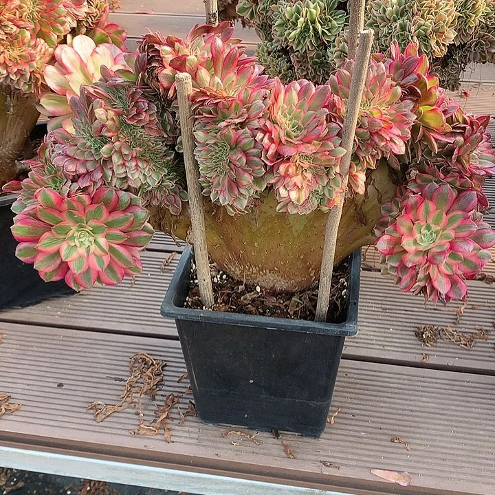 倾城朵朵脱土发货啊