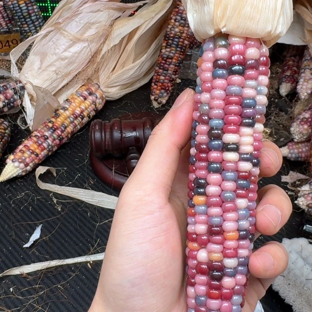 柏香籽/百香籽吊坠?**?