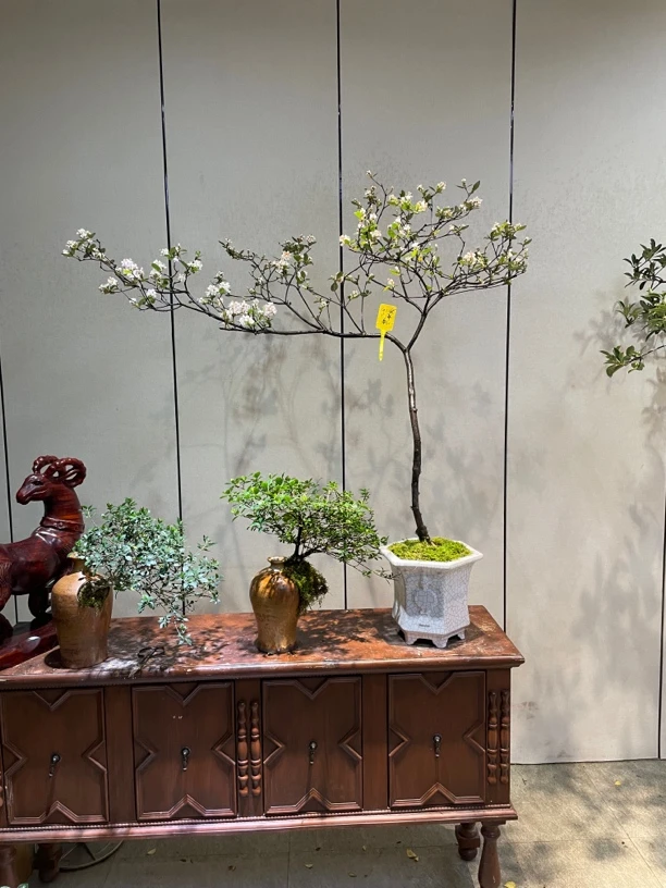 海岛春花，虫草枝