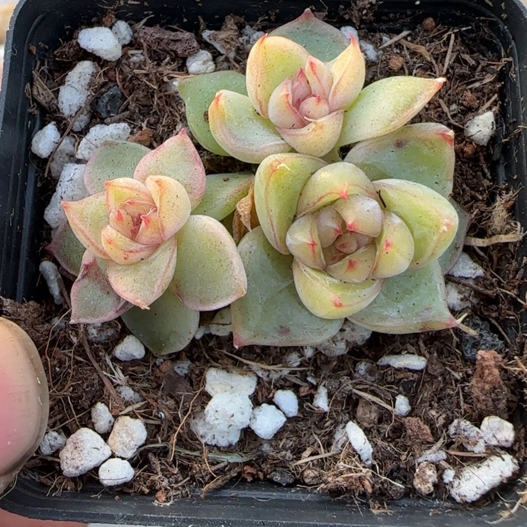 多肉小卡拉米糖心一物一拍