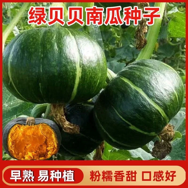 【贝贝南瓜种子】板栗贝贝南瓜绿面瓜板栗粉糯香甜栗小南瓜蔬菜种子
