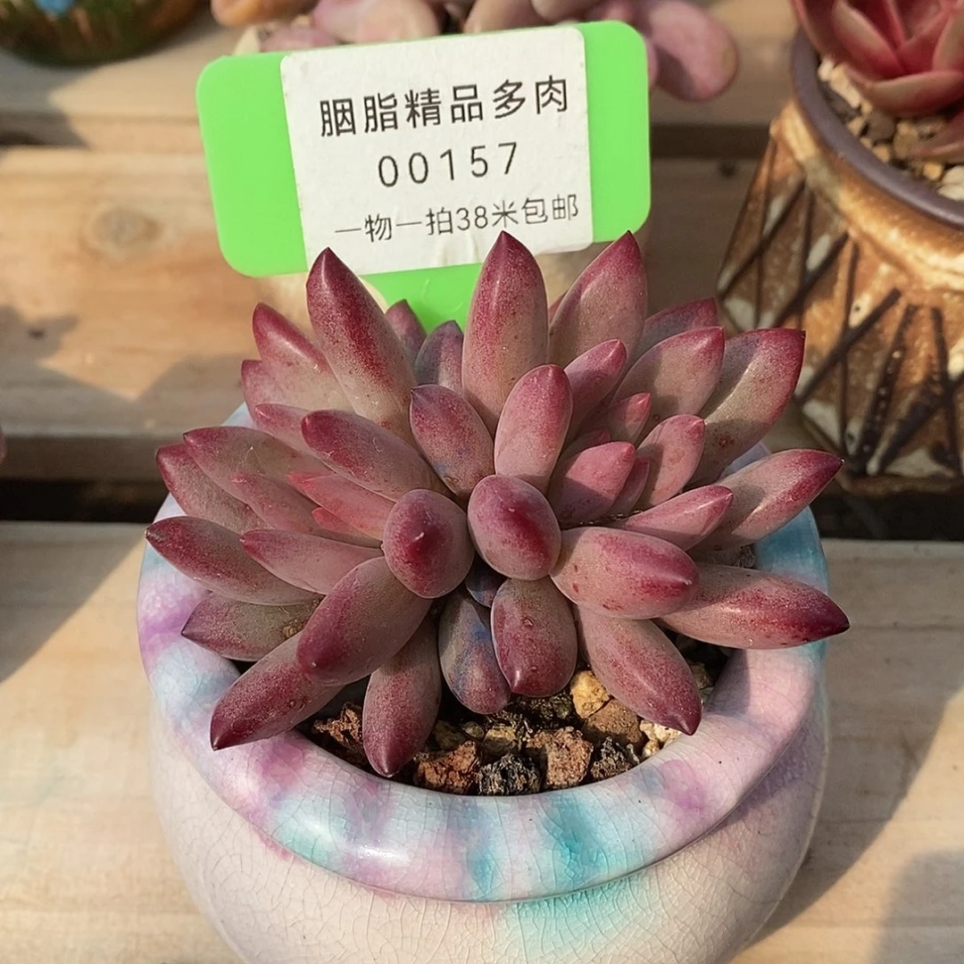 157太无趣璐璐哦哦哦哦哦