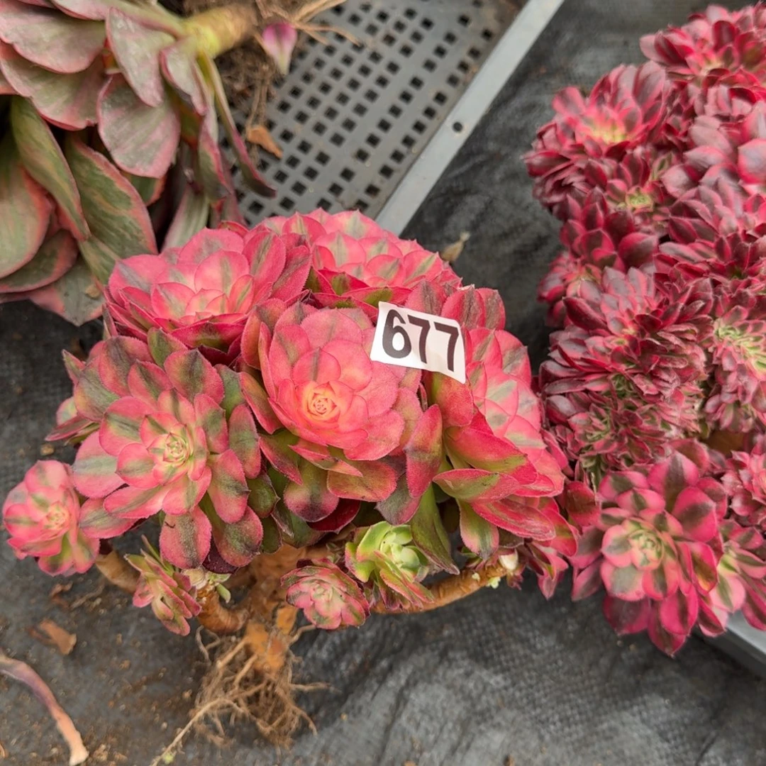 677多肉植物荔枝有砍特价