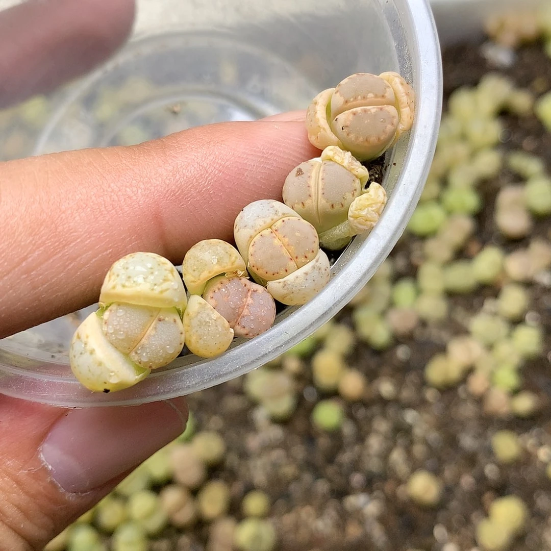 D475多肉植物保护