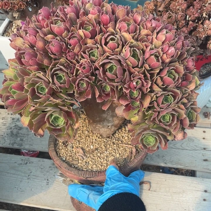 多肉葡萄多水果葡萄也要好好养