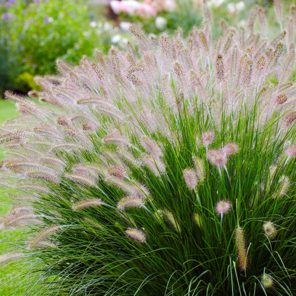 【紫穗绿叶狼尾草种子】大狗尾草种籽多年生庭院户外护坡观赏草籽