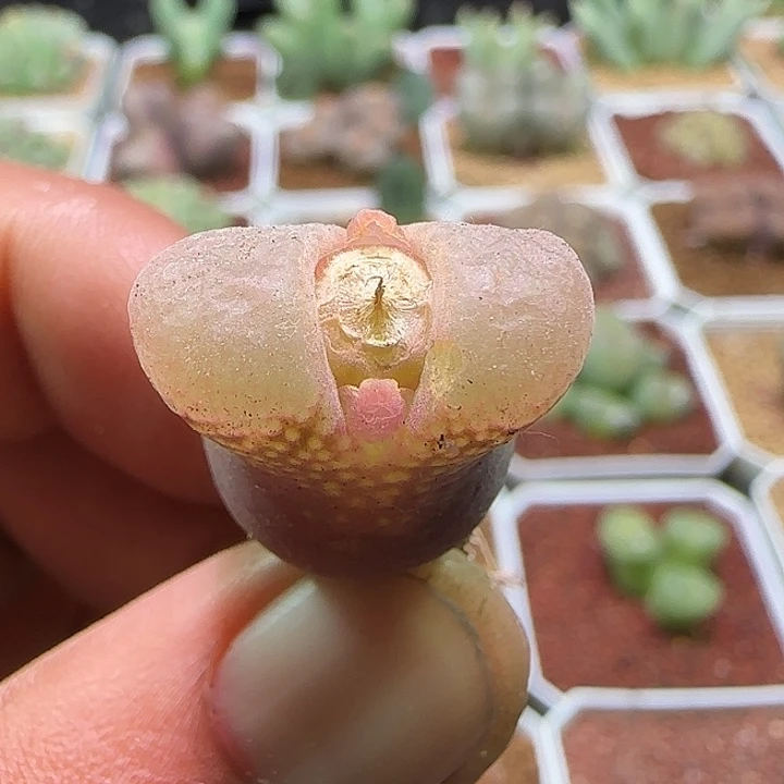 开播福利开播福利。761