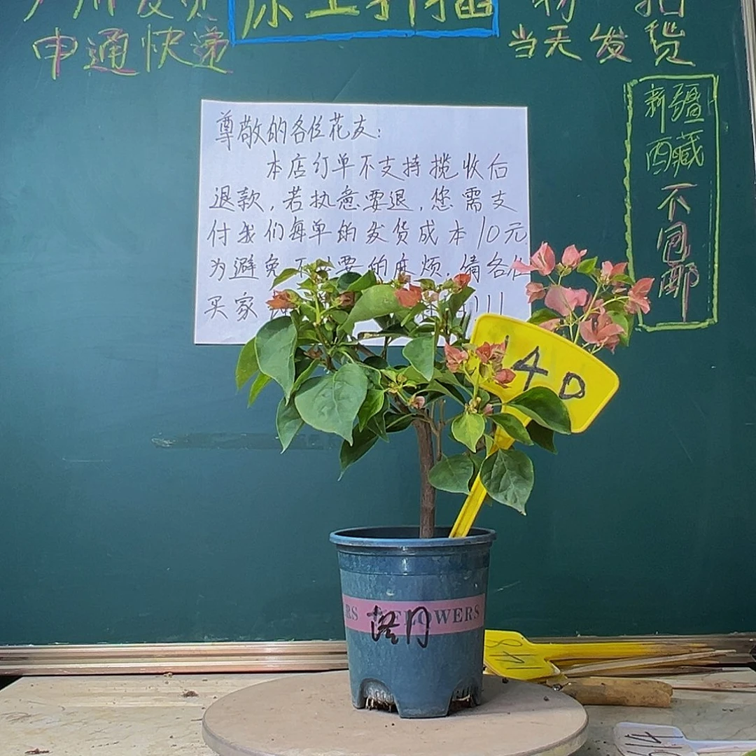 当前无花栽培后可以开花落日 140