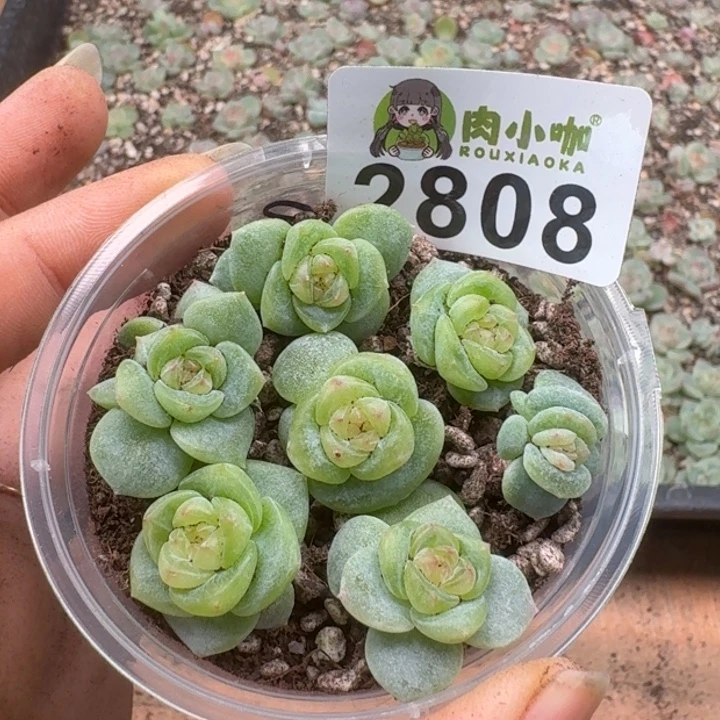 多肉植物多肉植物