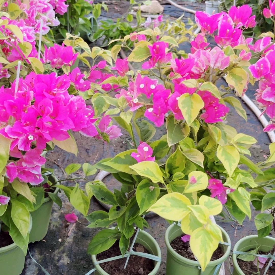 完全开放三角梅金边红樱