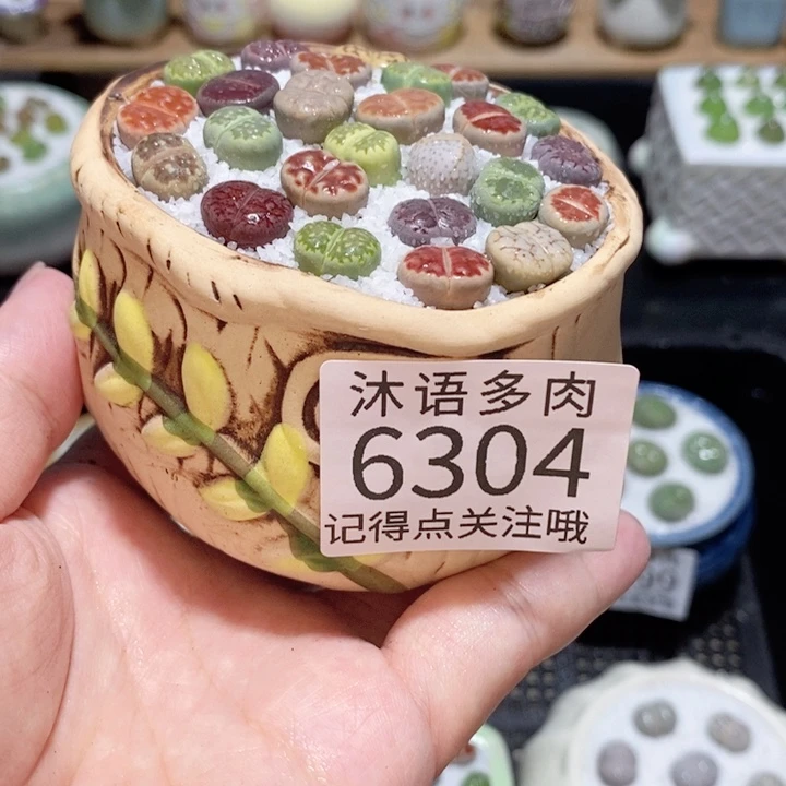 带盆土发货 精美盆栽6304