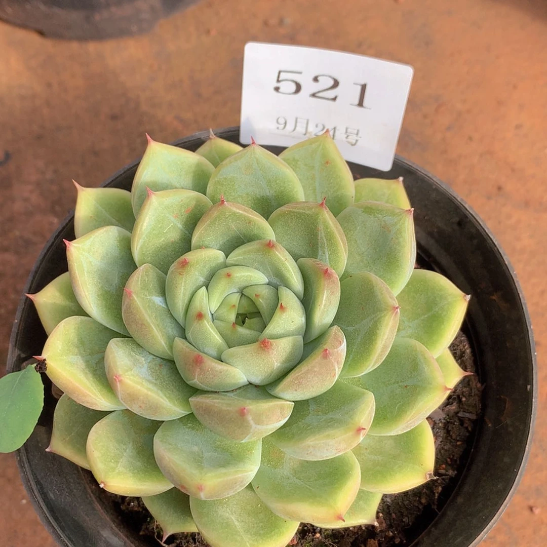 【闪购商品】云521号麦秆8厘米