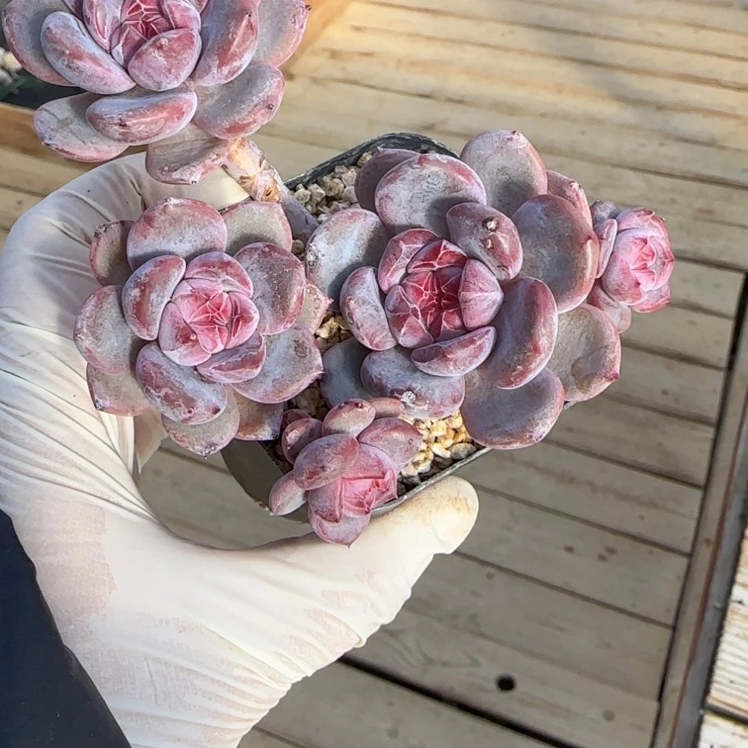 5头突尼斯星影发货多肉有砍