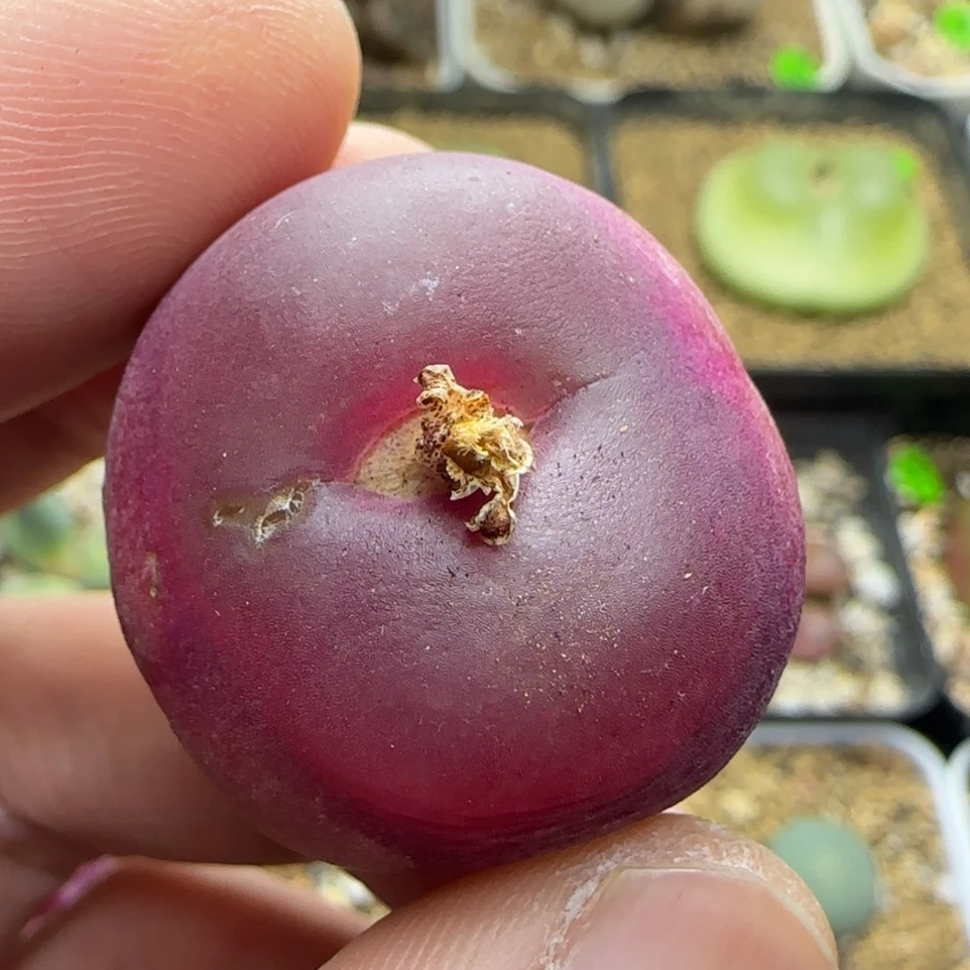 2.6+漂亮多肉植物212