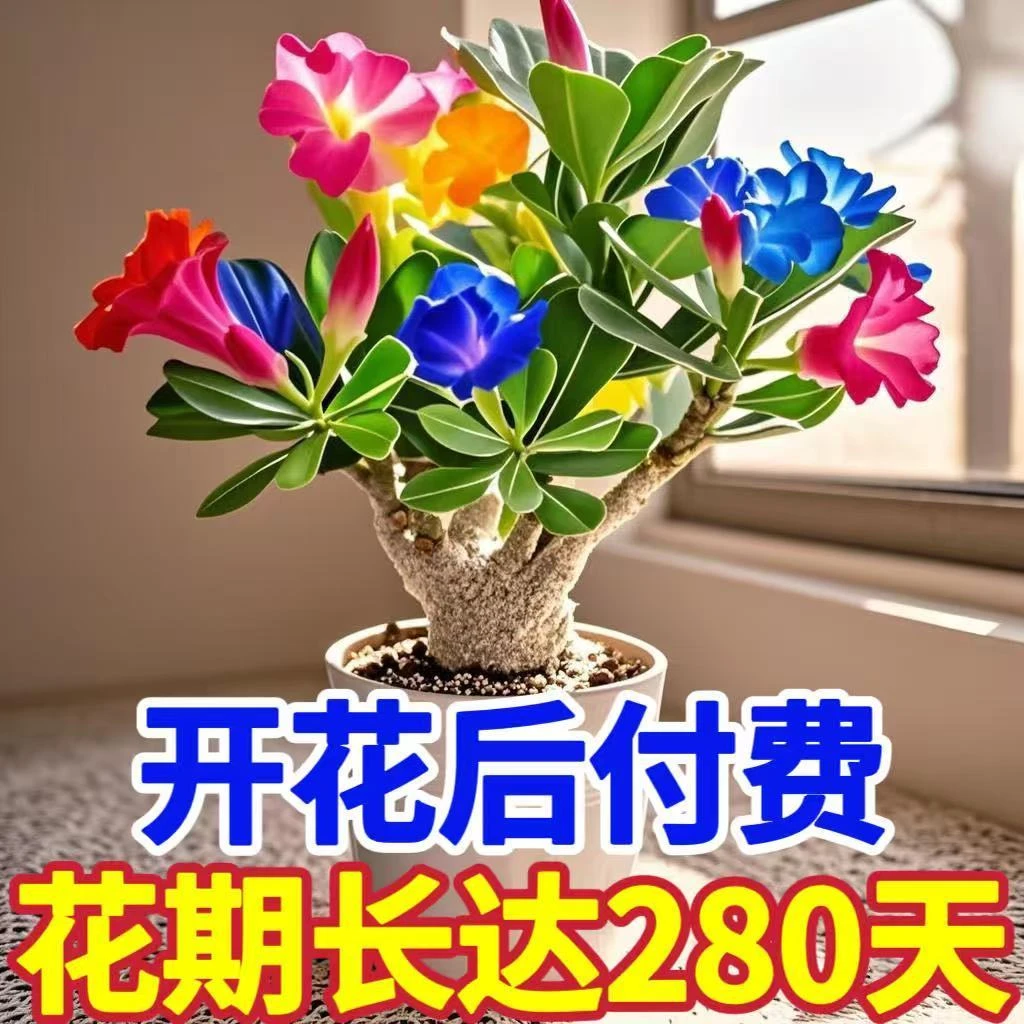 重瓣沙漠玫瑰盆栽花苗老桩植物四季花卉绿室内阳台小盆景好养易活