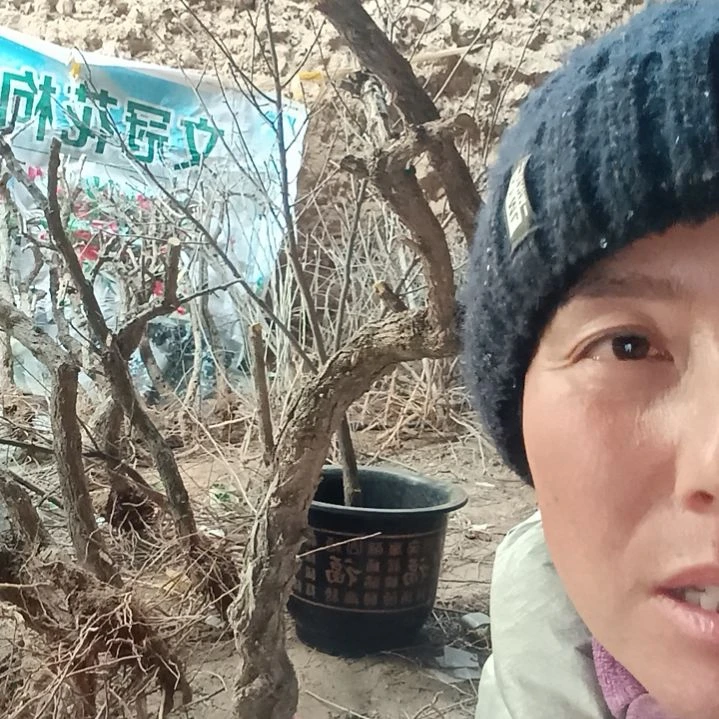 呜***呜完全开放枸杞树一颗