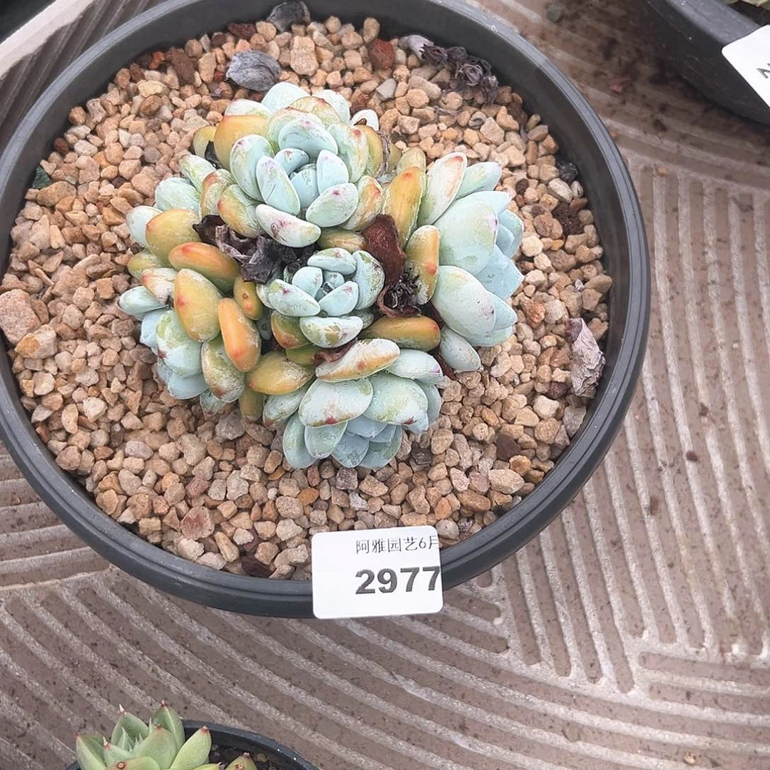 阿雅园艺。  2977望舒