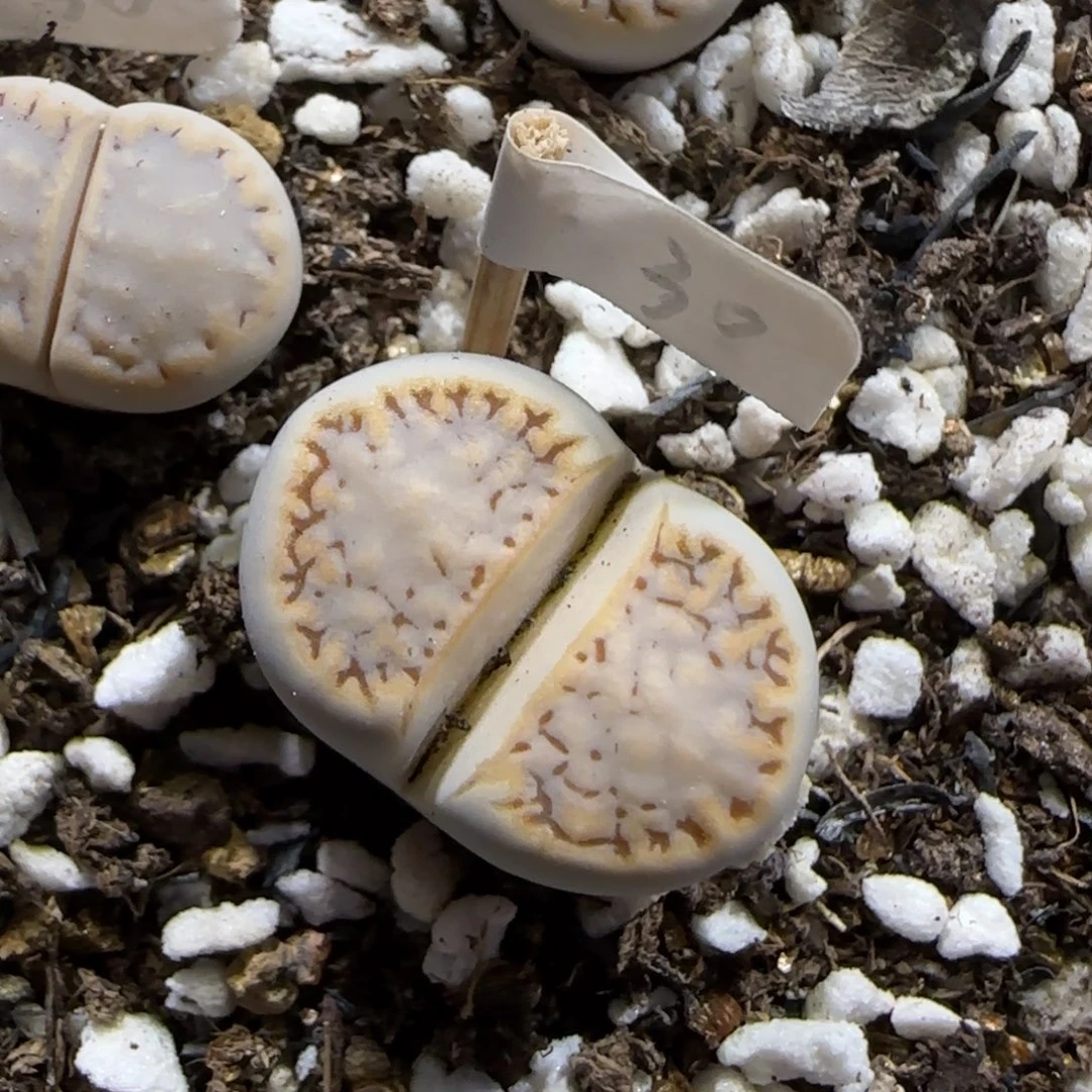 12.17。   糖霜饼干。     2013