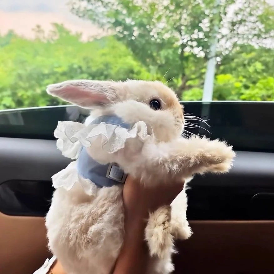 可爱JK风小花胸背带式兔子宠物牵引绳防挣脱适合幼犬猫咪外出使用