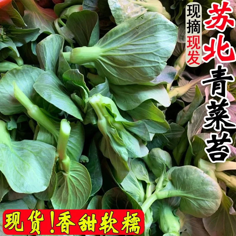 苏北农家青菜苔苏州青新鲜青菜头青菜心现摘现发新鲜露天蔬菜时令