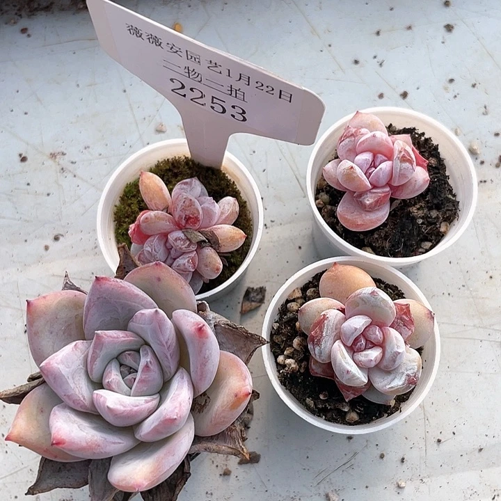 薇薇安园艺多肉2253