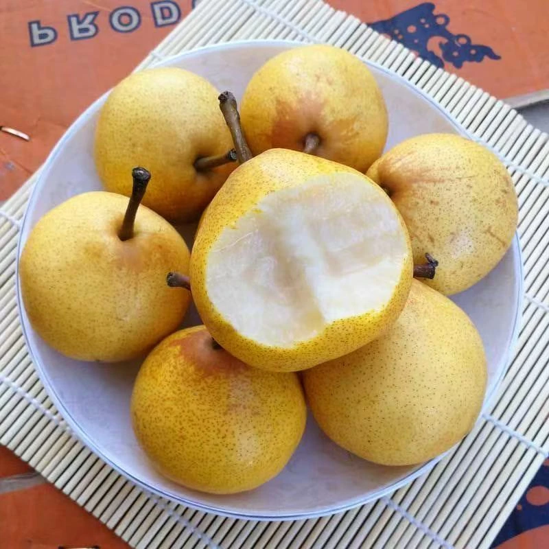 东北尖把梨酸甜薄皮辽宁特产尖把酸正宗秋子梨顺丰包邮