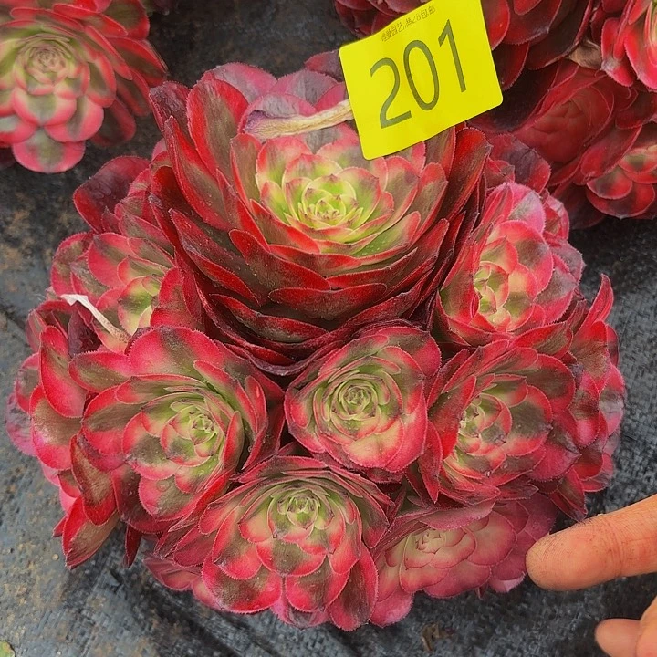 多肉植物荔枝201