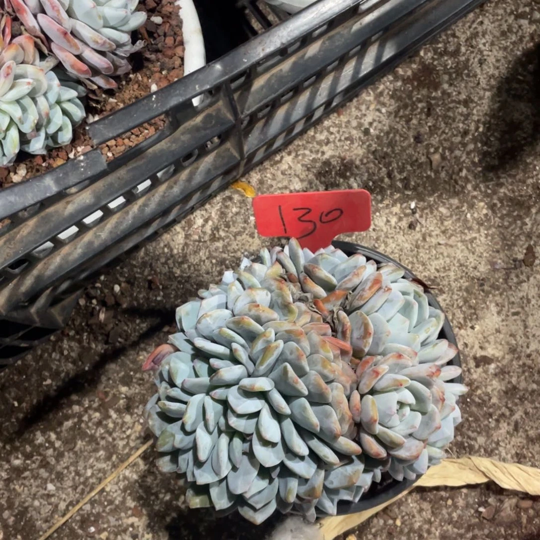 d***d星影缀化多头群生130