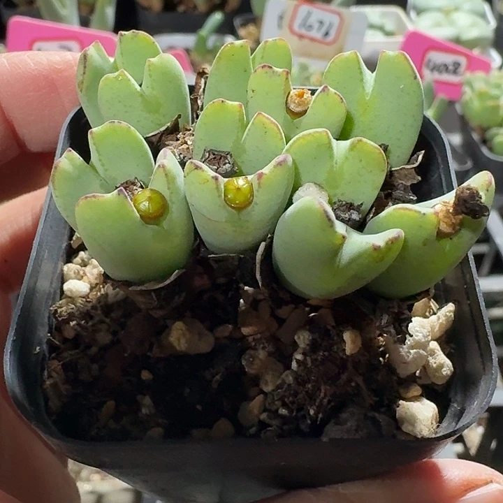 密密麻麻密密麻麻1079