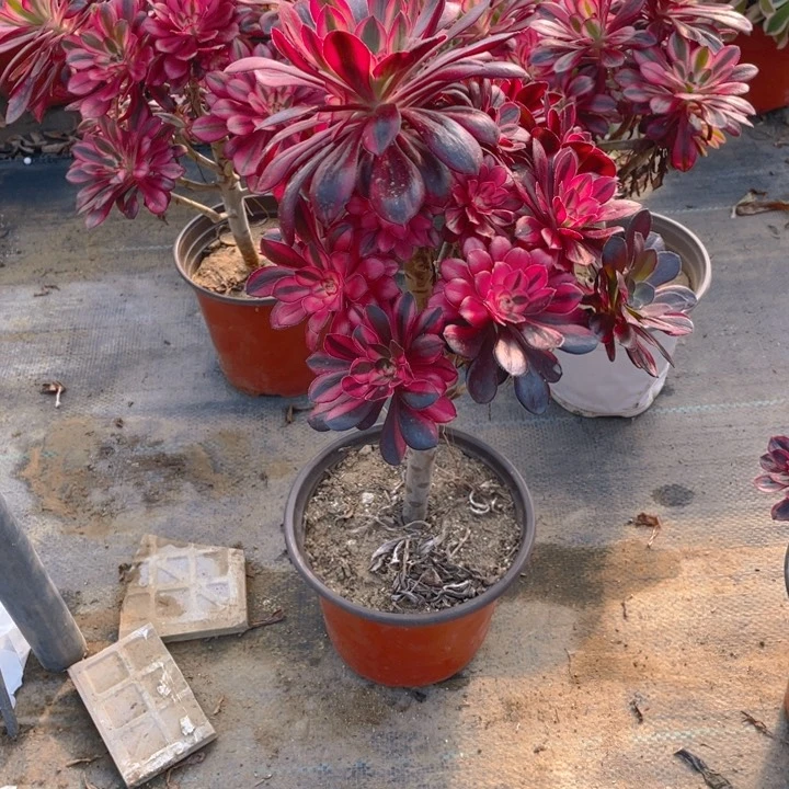 160香断枝法师多肉断枝不售后