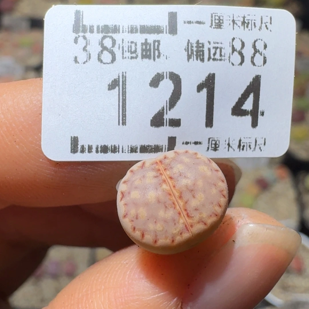 禁***丨Sss精品清清清货1214