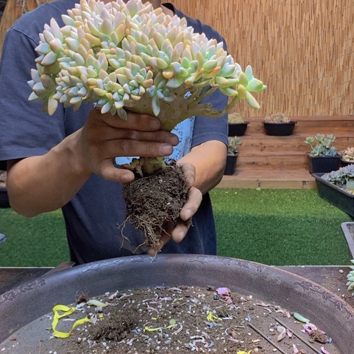 方***芳513 号淡雪缀化多肉多肉