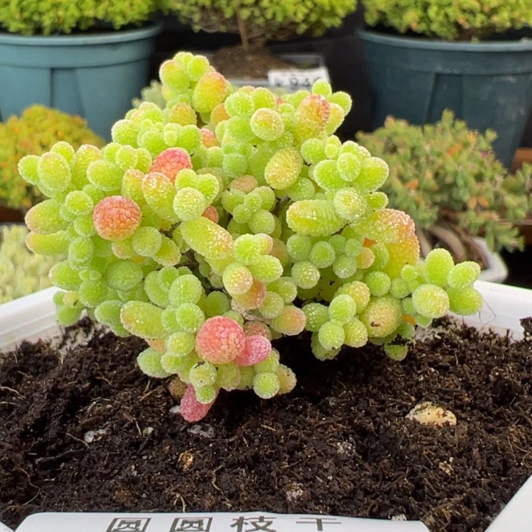 【闪购商品】霜*k989实生桔子糖六一活动价