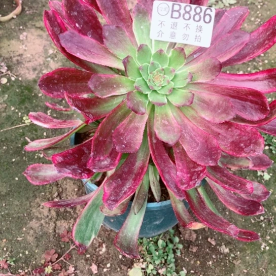 多肉植物潘拍丝886