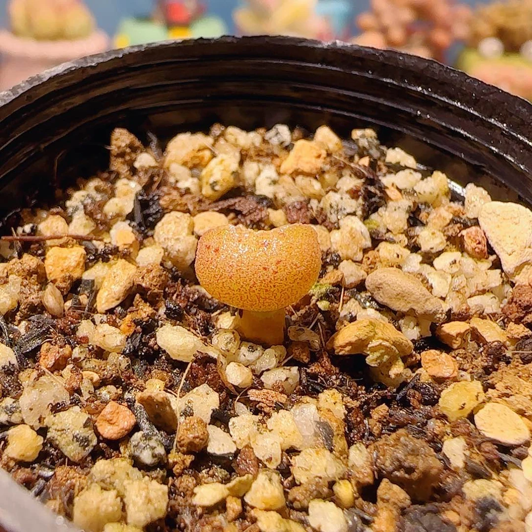 T可爱小杂交盆口1.5cm