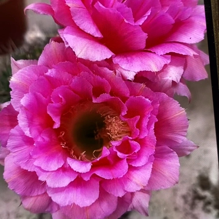 彩草85号7公分左右