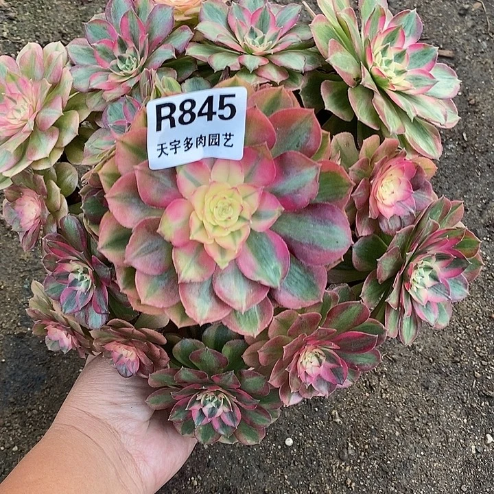 多肉植物火龙果845多肉