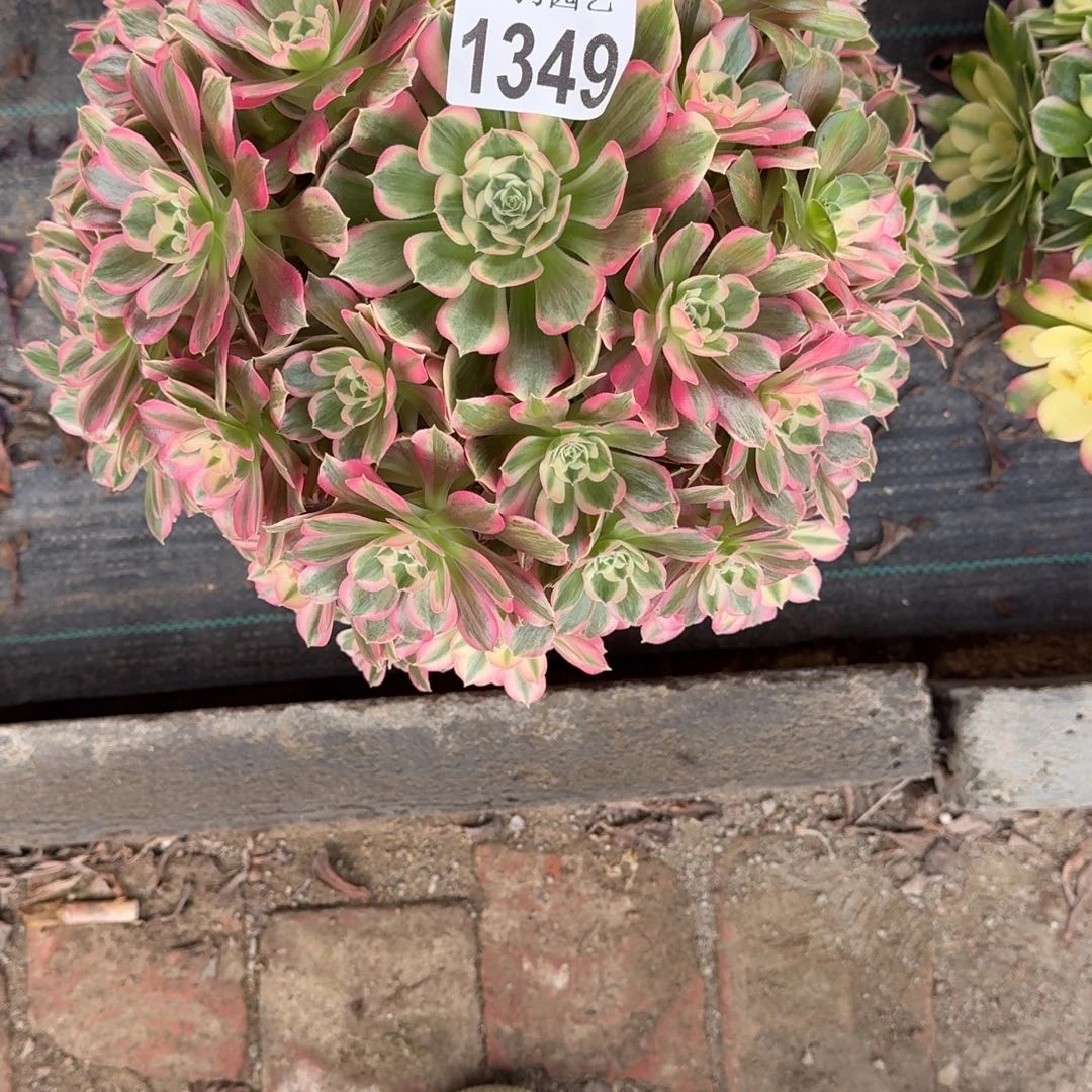 一***⑦男神多肉植物1349寄养