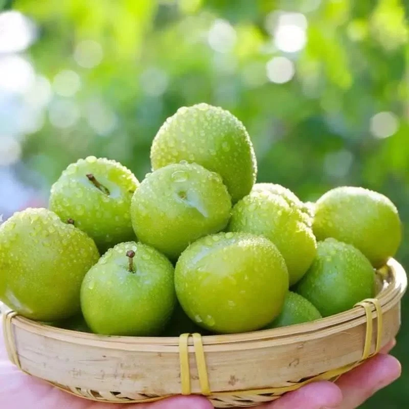 现货云南三月李酸(青果）脆爽口配合椒盐吃现摘现发当季孕妇整箱